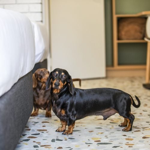 Wilsons Prom Motel | Pet Friendly