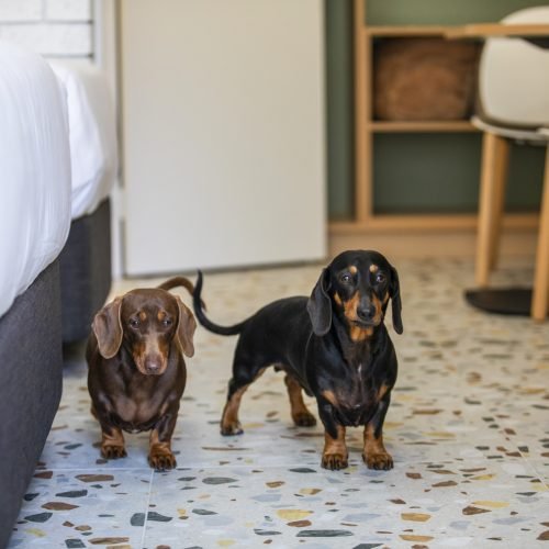 Wilsons Prom Motel | Pet Friendly (1)